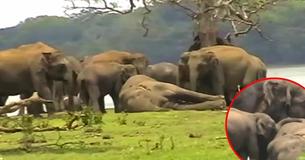 A Herd Of 300+ Elephants Gathered To Pay Last Respects To Their Dead Leader A Herd Of 300+ Elephants Gathered To Pay Last Respects To Their Dead Leader