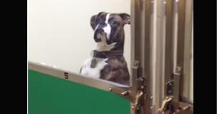 Dueño regresa a retirar a su perro del veterinario y obtiene una mirada de desprecio que tiene riendo a millones de personas Dueño regresa a retirar a su perro del veterinario y obtiene una mirada de desprecio que tiene riendo a millones de personas