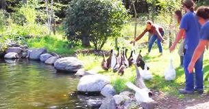 Neglected Ducks Who Had Never Seen Water Enjoy Their First Swim Neglected Ducks Who Had Never Seen Water Enjoy Their First Swim