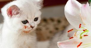 PSA: Easter Lilies Are Poisonous And Will Kill Your Cat PSA: Easter Lilies Are Poisonous And Will Kill Your Cat