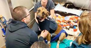 K9 Officer Stabbed While Taking Down Perp, Officers Say He Probably Prevented Shooting K9 Officer Stabbed While Taking Down Perp, Officers Say He Probably Prevented Shooting