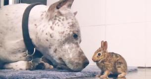 Sweet Pit Bull Discovers Wild Baby Bunny And Adopts Him Sweet Pit Bull Discovers Wild Baby Bunny And Adopts Him
