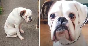 Brokenhearted Pup Left Chained To Lamppost Is Now Searching For A New Forever Home Brokenhearted Pup Left Chained To Lamppost Is Now Searching For A New Forever Home