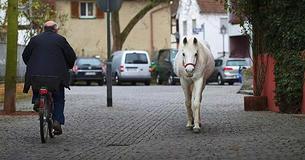 Each Morning This Horse Takes A Long Walk On Her Own To Greet Her Human Friends Each Morning This Horse Takes A Long Walk On Her Own To Greet Her Human Friends