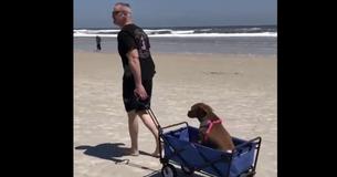 Senior Dog Who's Called A Senior Dog Who's Called A