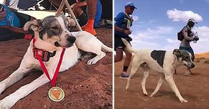 Dog Receives Medal For Running 140 Mile Marathon Across Sahara Desert Dog Receives Medal For Running 140 Mile Marathon Across Sahara Desert