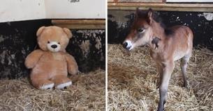 Owners Put A Stuffed Bear In Little Pony's Pen But Never Anticipated Pony's Reaction Owners Put A Stuffed Bear In Little Pony's Pen But Never Anticipated Pony's Reaction