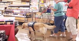 Pets Used As Fake Service Dogs Is Starting to Become A Serious Issue Pets Used As Fake Service Dogs Is Starting to Become A Serious Issue