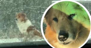 Heartbreaking: Dog Had No Choice But To Wait In The Freezing Cold For Her Family For Days Heartbreaking: Dog Had No Choice But To Wait In The Freezing Cold For Her Family For Days