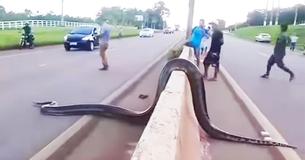 People Stop Traffic To Help Gigantic Snake Cross The Road Safely People Stop Traffic To Help Gigantic Snake Cross The Road Safely