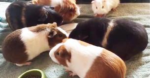 Switzerland Makes It Against The Law To Own Just One Guinea Pig Because They Get Lonely Switzerland Makes It Against The Law To Own Just One Guinea Pig Because They Get Lonely