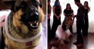 Pup Enjoys A Daddy-Daughter Dance At Her Very Own Quinceanera Pup Enjoys A Daddy-Daughter Dance At Her Very Own Quinceanera