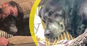 Une labrador âgé de 20 ans est rempli de chagrin lorsqu'il fût trouvé par un sauveur alors qu'il était couché près du corps de son propriétaire et qu'il refusait de le laisser partir. Une labrador âgé de 20 ans est rempli de chagrin lorsqu'il fût trouvé par un sauveur alors qu'il était couché près du corps de son propriétaire et qu'il refusait de le laisser partir.