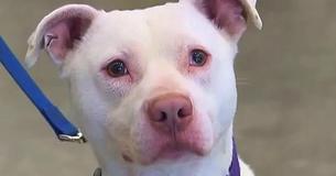 Pup Considered 'Unadoptable' – Now He Is Washington's First Deaf K9 Officer Pup Considered 'Unadoptable' – Now He Is Washington's First Deaf K9 Officer