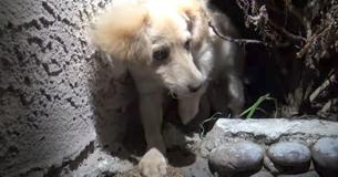 Microchipped Pup Found In Bushes After His Owner Didn't Want Him Any More Microchipped Pup Found In Bushes After His Owner Didn't Want Him Any More