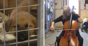 Woman Soothes Anxious Shelter Pups To Sleep With Beautiful Cello Performance Woman Soothes Anxious Shelter Pups To Sleep With Beautiful Cello Performance