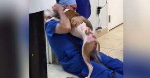 Dog Reunites With Veterinarian Who Saved His Life And His Reaction Has Us Bawling. Dog Reunites With Veterinarian Who Saved His Life And His Reaction Has Us Bawling.