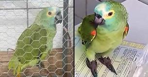 Officers Capture 'Narco Parrot' Conditioned To Be A Lookout By Drug Dealers Officers Capture 'Narco Parrot' Conditioned To Be A Lookout By Drug Dealers