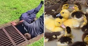 Florida Firefighters Find Creative Solution To Save 8 Tiny Ducklings From Country Club Storm Drain Florida Firefighters Find Creative Solution To Save 8 Tiny Ducklings From Country Club Storm Drain