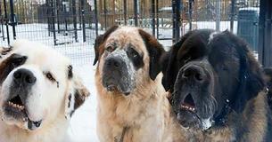 Inseparable Saint Bernard Brothers Abandoned At Shelter – Staff Wants To Find Forever Home For All Of Them Inseparable Saint Bernard Brothers Abandoned At Shelter – Staff Wants To Find Forever Home For All Of Them