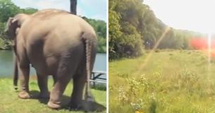 Elephant Reunited With Friend After Being Apart For Weeks Elephant Reunited With Friend After Being Apart For Weeks