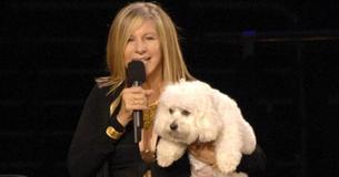 Barbra Streisand Reveals That 2 Of Her New Puppies Are Actually Clones Of Her Previous Dog Who Died Barbra Streisand Reveals That 2 Of Her New Puppies Are Actually Clones Of Her Previous Dog Who Died