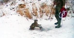 Brave Duo Approach Angry Animal Stuck In Bear Trap - But He Puts Up A Fight Brave Duo Approach Angry Animal Stuck In Bear Trap - But He Puts Up A Fight