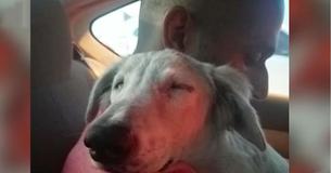 Street Dog Falls Asleep On The Shoulder Of The Man Who Saved His Life Street Dog Falls Asleep On The Shoulder Of The Man Who Saved His Life
