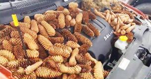 Michigan Man Opens Car Hood To Discover 50 Pounds Of Pinecones Stored By Squirrel Michigan Man Opens Car Hood To Discover 50 Pounds Of Pinecones Stored By Squirrel