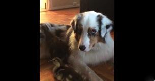 Sweet Australian Shepherd Lovingly Watches Over Baby Ducks Sweet Australian Shepherd Lovingly Watches Over Baby Ducks