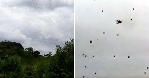 Thousands Of Spiders Fall From The Sky Forcing Terrified Residents To Run For Cover Thousands Of Spiders Fall From The Sky Forcing Terrified Residents To Run For Cover