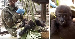 Baby Gorilla Loses Mom To Illegal Wildlife Trade, Now Depends On Cuddles From His Caretaker Baby Gorilla Loses Mom To Illegal Wildlife Trade, Now Depends On Cuddles From His Caretaker