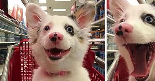 Mãe finalmente leva sua cachorrinha de 4 meses para fazer compras na Target e as reações são hilárias Mãe finalmente leva sua cachorrinha de 4 meses para fazer compras na Target e as reações são hilárias