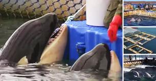 Russia Will Free Almost 100 Captive Whales From Cramped 'Whale Prisons' Russia Will Free Almost 100 Captive Whales From Cramped 'Whale Prisons'