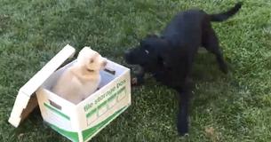 Dog Has Most Epic Freakout Ever When Owners Surprise Him With New Puppy. Dog Has Most Epic Freakout Ever When Owners Surprise Him With New Puppy.