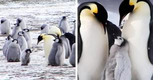 Second Biggest Emperor Penguin Colony In Antarctica Has Disappeared Second Biggest Emperor Penguin Colony In Antarctica Has Disappeared
