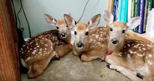 Woman Finds Three Baby Deer Huddled In House After Leaving Back Door Open During A Storm Woman Finds Three Baby Deer Huddled In House After Leaving Back Door Open During A Storm