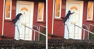 This Viral Video Shows A Cat Knocking On A Door Like A Human This Viral Video Shows A Cat Knocking On A Door Like A Human