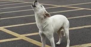 Abandoned Dog Howled For Days Alone In Parking Lot After Owner Dumped Her Abandoned Dog Howled For Days Alone In Parking Lot After Owner Dumped Her