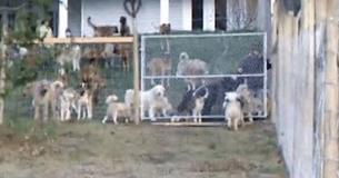 Man Has Too Much Land He Never Uses - So He Rescues 45 Dogs And Lets Them Roam Free Man Has Too Much Land He Never Uses - So He Rescues 45 Dogs And Lets Them Roam Free