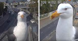 Seagulls That Keep Landing On Traffic Camera Become Viral Sensation Seagulls That Keep Landing On Traffic Camera Become Viral Sensation