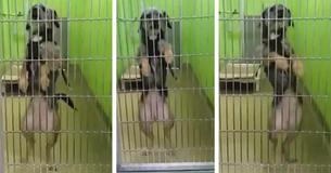 Shelter Dog Wants Forever Home So Badly, She Starts Dancing Every Time She Sees Someone Shelter Dog Wants Forever Home So Badly, She Starts Dancing Every Time She Sees Someone