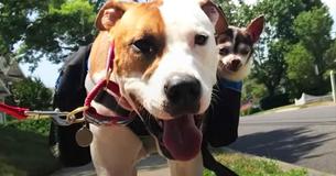 Paralyzed Chihuahua Has 2 Pit Bull Nurses To Carry Him Through Hard Times Paralyzed Chihuahua Has 2 Pit Bull Nurses To Carry Him Through Hard Times