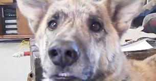 They Say That This Is The Best Dog Video Ever Made. Do You Agree? They Say That This Is The Best Dog Video Ever Made. Do You Agree?