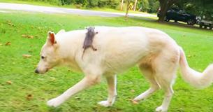 This Dog Adopted a Baby Opossum. Wait Until You See Them 2 Years Later This Dog Adopted a Baby Opossum. Wait Until You See Them 2 Years Later
