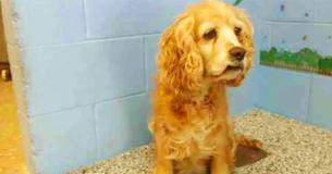 Aging Dog Left Crying At A Shelter When Family Abandon Her For A Young Puppy Aging Dog Left Crying At A Shelter When Family Abandon Her For A Young Puppy