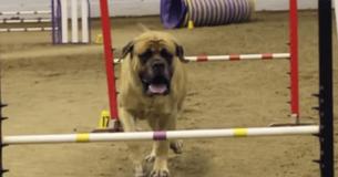 This Video Of A Large Mastiff Slowly Completing An Agility Course Is Hysterical This Video Of A Large Mastiff Slowly Completing An Agility Course Is Hysterical