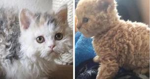 Poodle Cats Are Nothing Like Any Cat You've Ever Seen In Your Life - You Will Love Their Fluffy Curls Poodle Cats Are Nothing Like Any Cat You've Ever Seen In Your Life - You Will Love Their Fluffy Curls