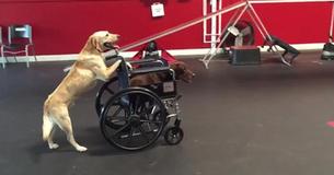 Adorable Golden Retriever Pushes Another Dog In Wheelchair Adorable Golden Retriever Pushes Another Dog In Wheelchair