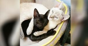 Foster Kitties Are So Attached They Hold Each Other's Paws Foster Kitties Are So Attached They Hold Each Other's Paws